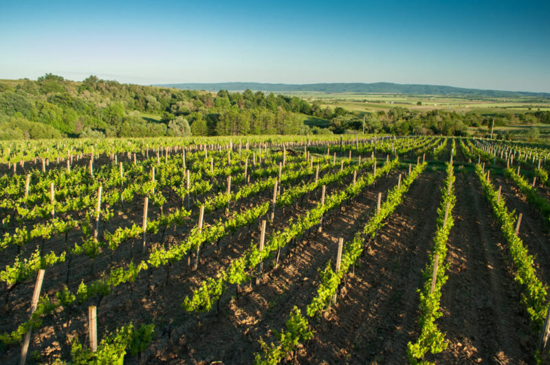 Lokacija - Sontacchi 